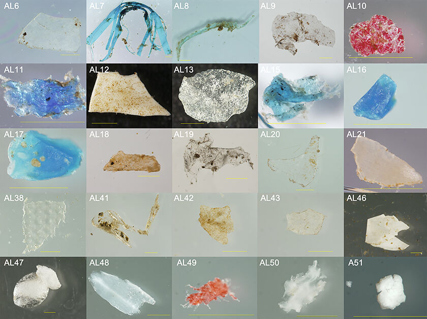 Microplastics from Elizabeth River, VA